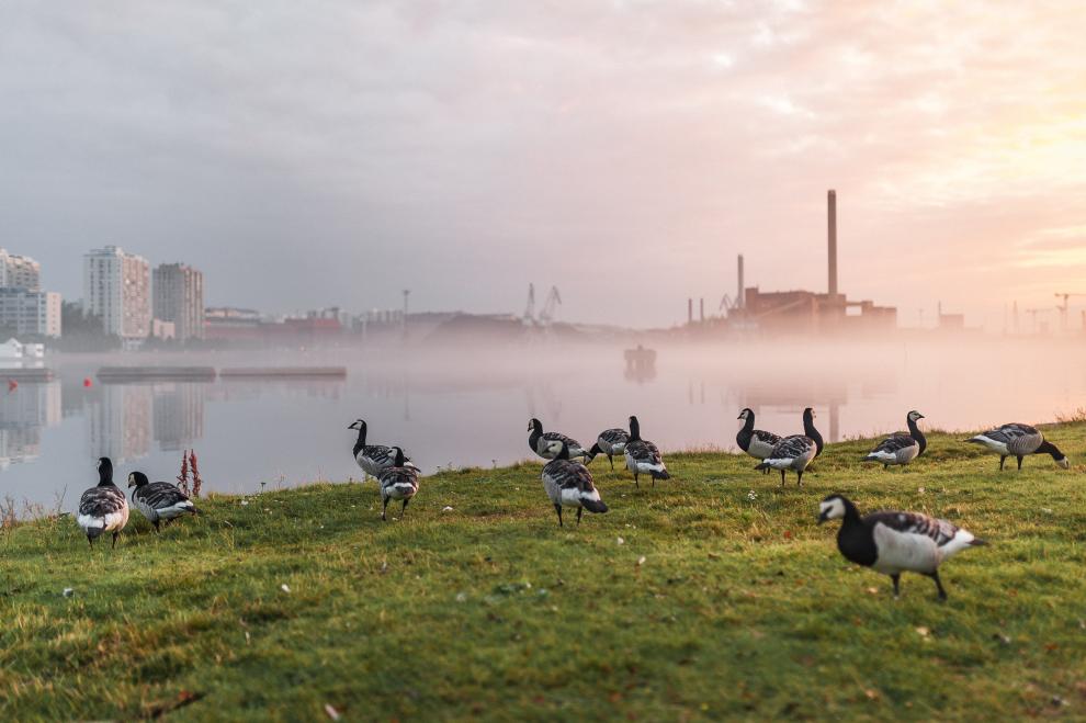 MyHelsinki/Eetu Ahanen Artikkelin kuvituskuva